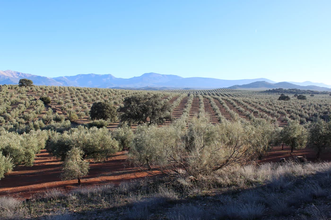 Oleoturismo en Jaén: La Ruta del Mejor Aceite de Oliva del Mundo